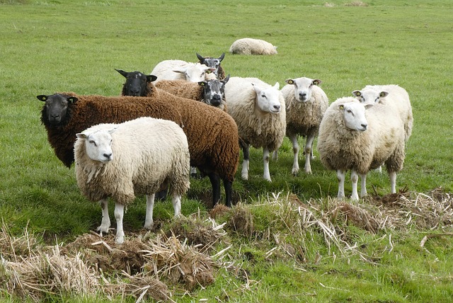 ovce na farmě